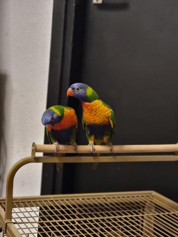 Lori's Van De Blauwe Bergen tam beschikbaar voor biedingen