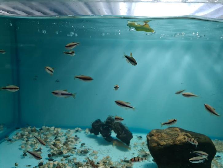 Keizertetra, Nematobrycon Palmeri, Dieren en Toebehoren, Vissen | Aquariumvissen, Zoetwatervis, Vis