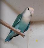 Te maken broedkoppel Agapornis roseicollis, Dieren en Toebehoren, Meerdere dieren, Dwergpapegaai of Agapornis, Geringd