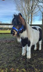 Merrie shetlander, Dieren en Toebehoren, Merrie, A pony (tot 1.17m), 0 tot 2 jaar