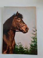 paard paarden kaart Poppverlag, Ophalen, 1980 tot heden, Ongelopen, Paard