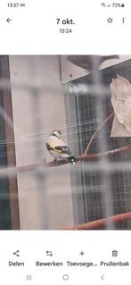 Te koop major putter eumo split witkop, Mannelijk, Wildzangvogel