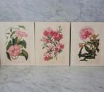 3 botanische prenten, Ophalen of Verzenden
