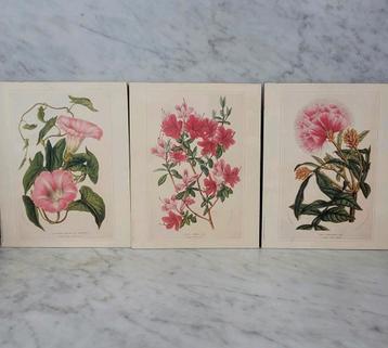 3 botanische prenten  beschikbaar voor biedingen