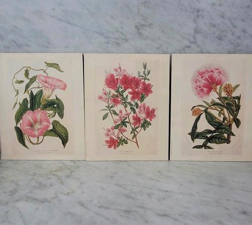 3 botanische prenten, Antiek en Kunst, Kunst | Schilderijen | Abstract, Ophalen of Verzenden