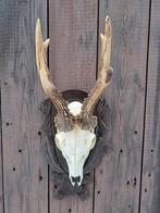 Reebok trofee prachtig op handgestoken houten trofeeplank, Ophalen of Verzenden, Zo goed als nieuw, Wild dier, Gewei of Kop