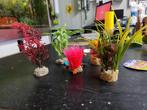 Klein Nep plantjes per stuk voor €1.50, Ophalen of Verzenden, Nieuw, Plant(en), Steen of Hout