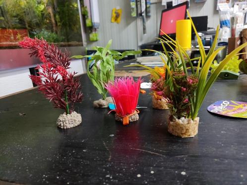Klein Nep plantjes per stuk voor €1.50, Dieren en Toebehoren, Vissen | Aquaria en Toebehoren, Nieuw, Plant(en), Steen of Hout
