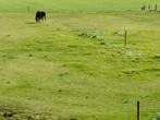 Weiland ruim halve ha. voor Paarden of Schapen, Dieren en Toebehoren, Stalling en Weidegang
