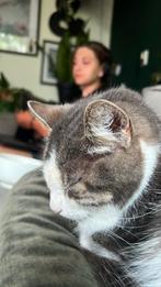 Oppas voor uw harige vrienden, Dieren en Toebehoren, Ophalen of Verzenden