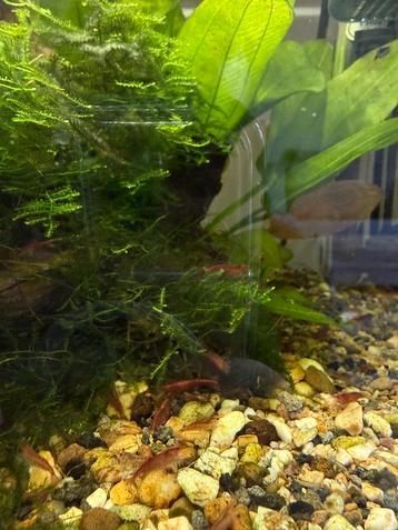 Neocaridina garnalen beschikbaar voor biedingen