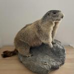 Alpen marmot Taxidermie, Ophalen of Verzenden, Zo goed als nieuw, Wild dier, Opgezet dier