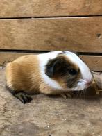 Jonge cavia’s zoeken fijn nieuw huis, Dieren en Toebehoren, Cavia, Augustus, Meerdere dieren, Tam