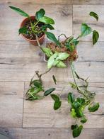 Kamerplanten pakket 5eu, Ophalen of Verzenden, Halfschaduw, Minder dan 100 cm