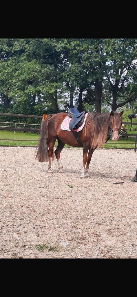 Welsh pony merrie en jaarling, Dieren en Toebehoren, Pony's, Merrie, B pony (1.17m tot 1.27m), Recreatiepony, 7 tot 10 jaar, Gechipt