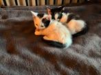 Nog één kitten beschikbaar!, Dieren en Toebehoren, Meerdere dieren, Kortharig, 0 tot 2 jaar