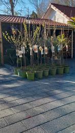 Fruitbomen, Tuin en Terras, Planten | Bomen, Ophalen, Lente, Volle zon, Overige soorten