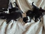Leuke kittens, Dieren en Toebehoren, Katten en Kittens | Overige Katten, Meerdere dieren