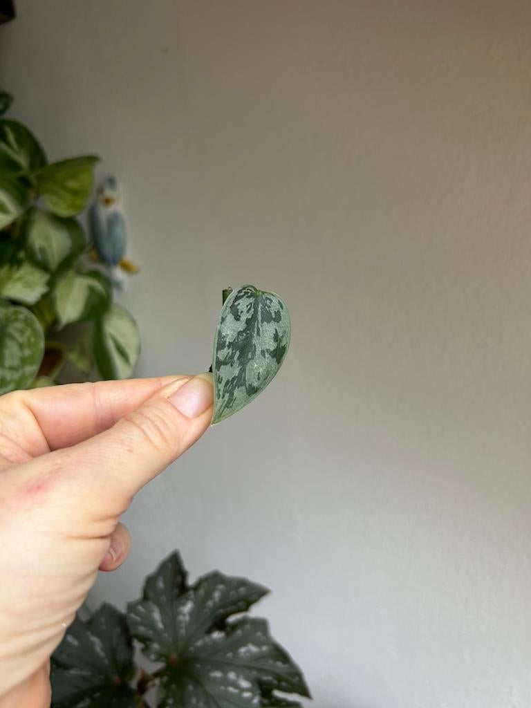 Scindapsus silver lady, verse stek, Ophalen of Verzenden, Halfschaduw, Minder dan 100 cm