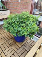 Plant inclusief pot, Ophalen, Overige soorten, Volle zon