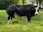 Super dikbil stieren, Mannelijk, 0 tot 2 jaar