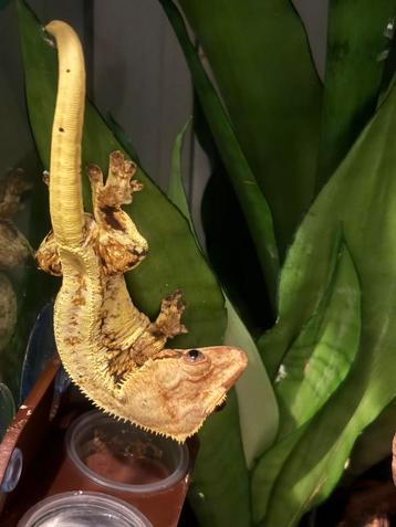 Correlophus ciliatus - Wimpergekko beschikbaar voor biedingen