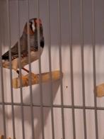 3 grijze mannen zebravinken, Dieren en Toebehoren, Mannelijk, Geringd