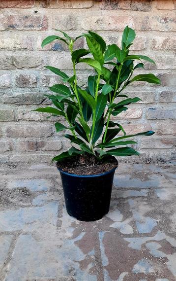 Prunus laurocerasus 'Genolia 🌿 haagplant groenblijvend beschikbaar voor biedingen