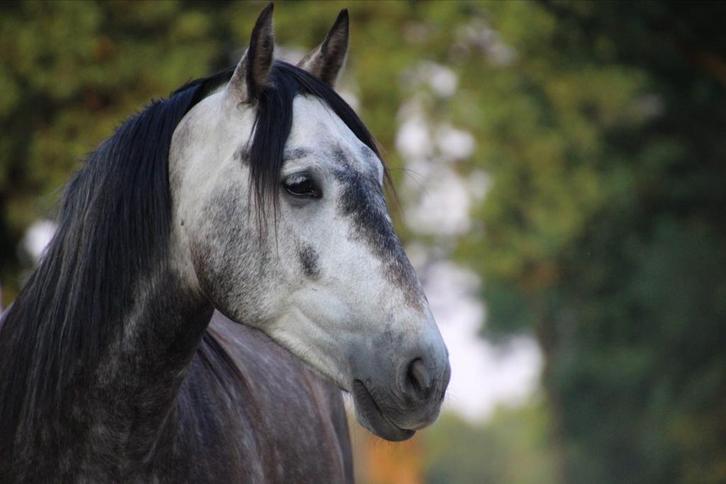 7 jarige PRE ruin, NLs gefokt met goede papieren, Dieren en Toebehoren, Paarden, Ruin, B, 160 tot 165 cm, 7 tot 10 jaar, Recreatiepaard