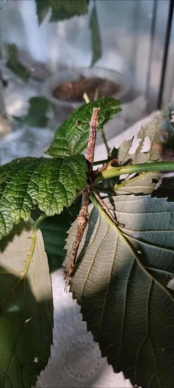 Eitjes wandelende tak: Hesperophasma sp 'La Cienaga' beschikbaar voor biedingen