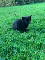 Superlieve boerderij kittens, Dieren en Toebehoren, Katten en Kittens | Overige Katten, Poes, Kortharig, 0 tot 2 jaar
