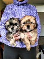 bolonka zwetna  x  shih-tzu puppies, Dieren en Toebehoren, Parvo, 8 tot 15 weken, Meerdere, Meerdere dieren