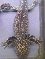 Axolotl Starburst (SS), Dieren en Toebehoren, Reptielen en Amfibieën, 0 tot 2 jaar, Tam, Amfibie