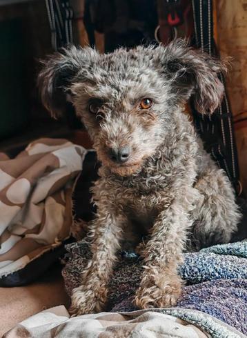 Meerdere poedelmixjes ter adoptie  beschikbaar voor biedingen