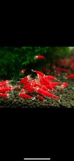 Super Crystal Red Santa garnalen rood. High grade. Caridina, Dieren en Toebehoren, Kreeft, Krab of Garnaal