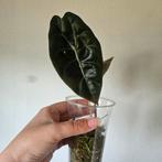 Alocasia Suhirmaniana in mos, Ophalen of Verzenden, Minder dan 100 cm