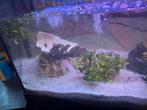 Aquarium juwel vision 450, Dieren en Toebehoren, Vis