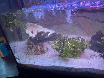 Aquarium juwel vision 450 beschikbaar voor biedingen