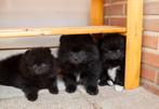 Mooie zwarte Pomeranians met fci uit geteste ouders, Dieren en Toebehoren, Keeshond, CDV (hondenziekte), 8 tot 15 weken, Meerdere