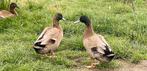 Khaki Campbell woerden, Dieren en Toebehoren, Pluimvee, Meerdere dieren, Eend