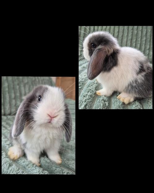 Jong NHD x Minilop konijntje. Blauwoog., Dieren en Toebehoren, Konijnen, Dwerg, Mannelijk, 0 tot 2 jaar, Hangoor