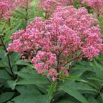 Zaden Eupatorium, Verzenden, Voorjaar, Volle zon, Zaad
