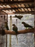 2 alexanders van 25, Dieren en Toebehoren, Meerdere dieren, Parkiet