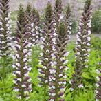 Acanthus mollis in een 17 cm pot grote plant., Tuin en Terras, Overige soorten, Volle zon, Vaste plant, Ophalen of Verzenden