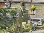 30 tal grasparkieten 2024 -2025, Dieren en Toebehoren, Meerdere dieren, Parkiet