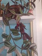 Tradescantia Zebrina Hangplant, Huis en Inrichting, Kamerplanten, Ophalen