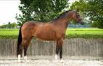 Schoolmaster Z dressuur pony 1.48, Dieren en Toebehoren, Pony's, Merrie, ZZ, Gechipt, Dressuurpony