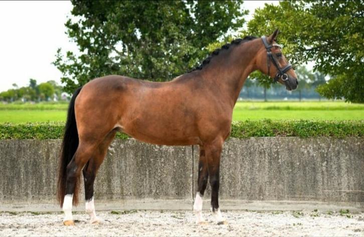 Schoolmaster Z dressuur pony 1.48, Dieren en Toebehoren, Pony's, Merrie, ZZ, D pony (1.37m tot 1.48m), Dressuurpony, 11 jaar of ouder