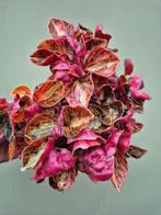 Peperomia Crème Brulee p12 (2)