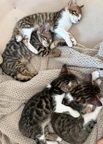 Half bengaalse kittens, Poes